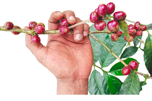 hands holding branch of coffee plant