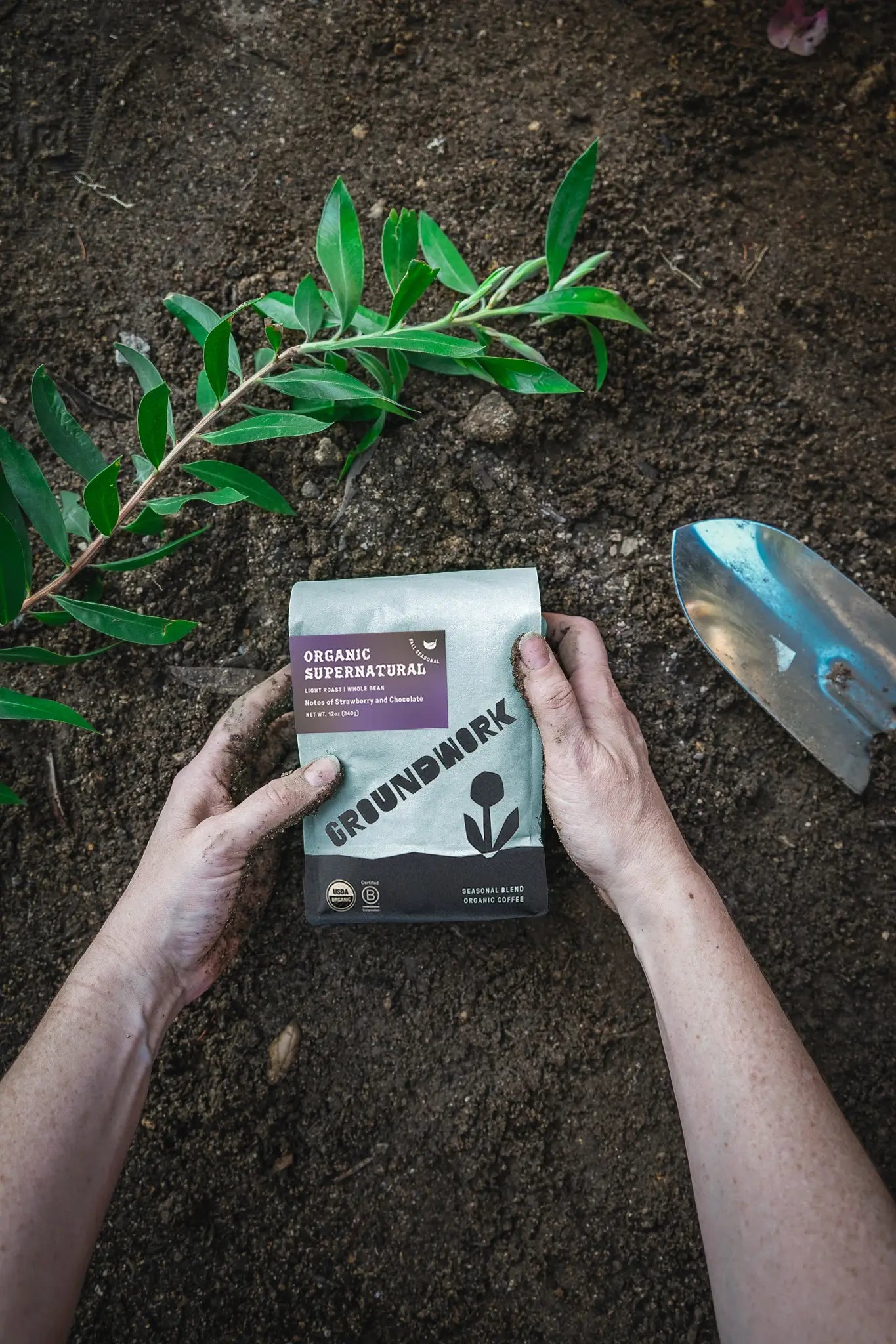 A person with dirt-stained hands holds a bag of Groundwork Coffee Stores Seasonal Select: Supernatural above soil, next to a green plant and gardening trowel.