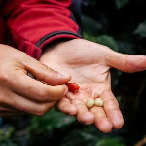 Coffee farmer holding coffee cherry in hand