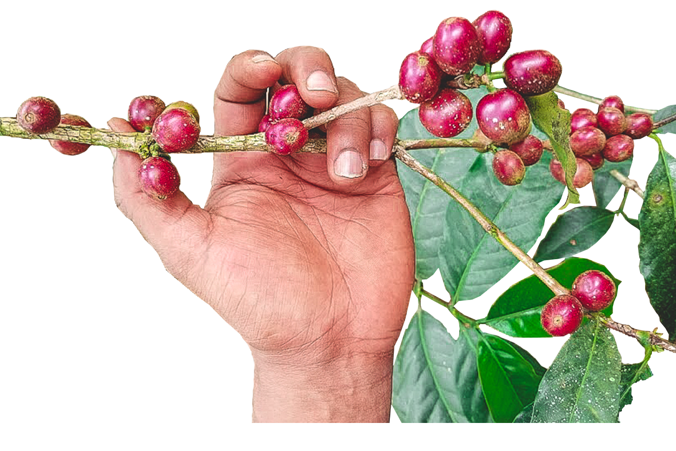 hands holding branch of coffee plant